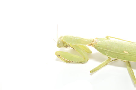 Green mantis isolated on a white background の写真素材