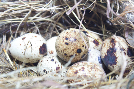 Eggs in the nestの写真素材