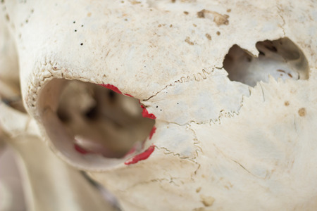  Animal skeletonsの写真素材