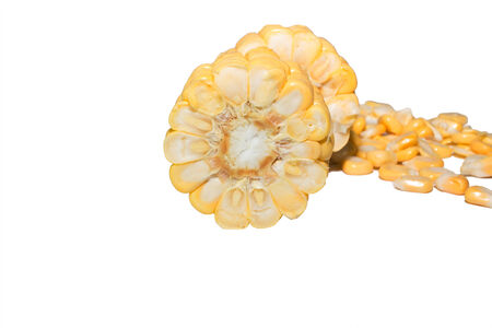 Fresh corn on a white background