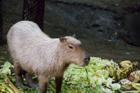 Young capybaraの写真素材