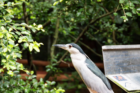 Bird in Zoo