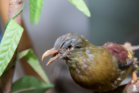 dead birdsの写真素材