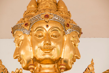 The golden Brahmaの写真素材