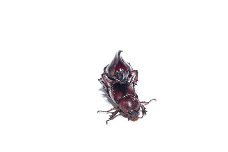 Beetles are mating isolate on white