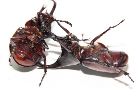 Battle of the Beetle isolate on whiteの写真素材