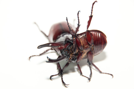 Battle of the Beetle isolate on whiteの写真素材