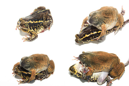 Overview of the Frog isolate on whiteの写真素材