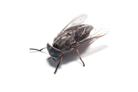 Common Fly On whiteの写真素材