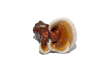 Lingzhi mushroom Ganoderma lucidum growing in nature