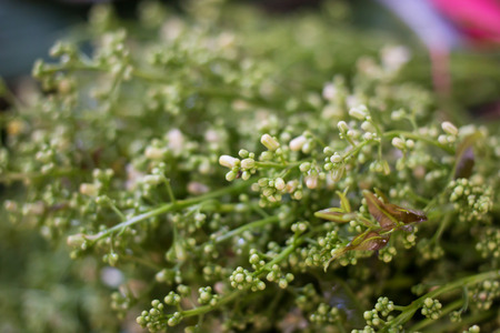 Medicinal neem leaves and flower over white backgroundの写真素材