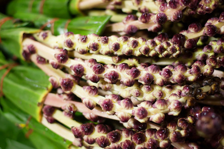 Purple flowersの写真素材