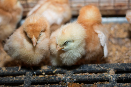 Chicken egg farm breedingの写真素材