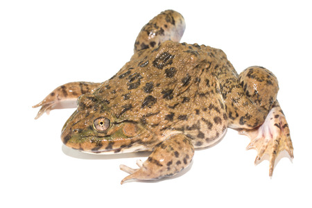 frog isolated on white backgroundの写真素材