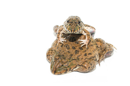 The breeding of the frogs isolate on whiteの写真素材