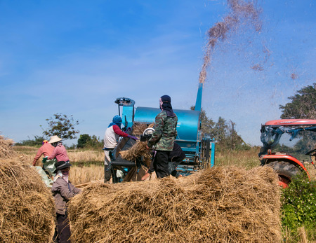 farmers threshing riceの写真素材