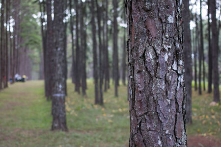 Pine forestの写真素材