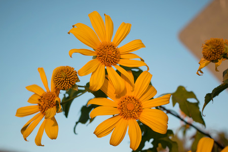 The road to the field of Mexican Sunflower Weed on the mountain,Mae Hong Son Province,Thailandの写真素材