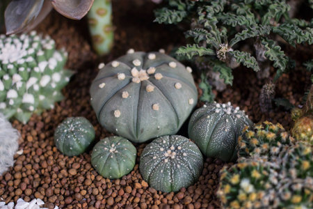 Cactus in a potの写真素材