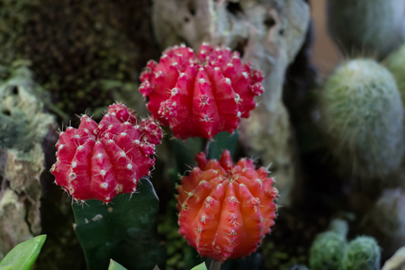 Cactus in a potの写真素材