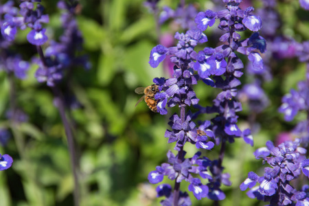 Lavender Flowers