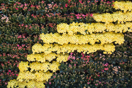 garden of a lot of flower at singpark in chiang rai , Thailandの写真素材