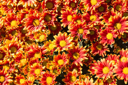 chrysanthemum flowerの写真素材