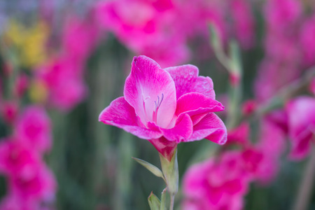 Canna flower in the gardenの写真素材