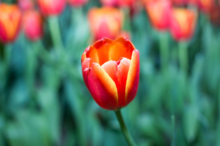 Tulipの写真素材