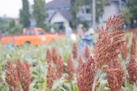 Agricultural harvesting sorghumの写真素材