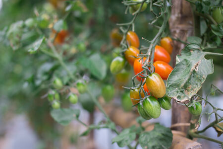 tomatoes in garden