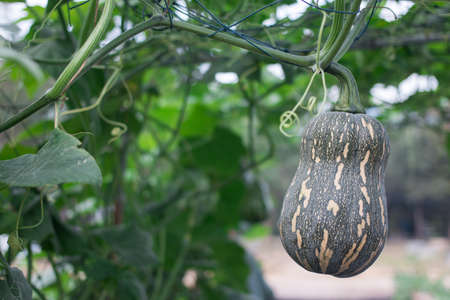 Bottle gourd or Calabash in the garden
