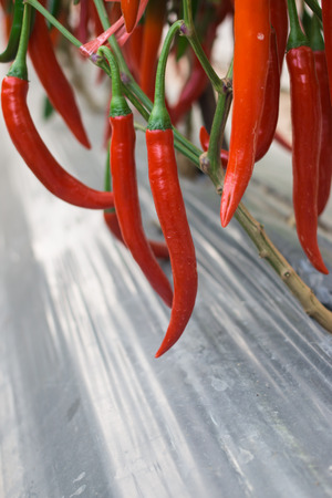 Red peppers in the gardenの写真素材