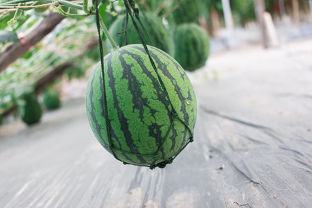 Watermelon in gardenの写真素材