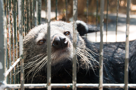 The Asian palm civet is a smallの写真素材