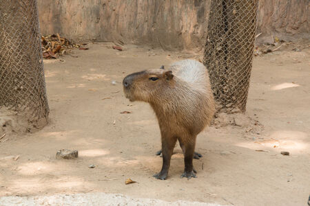 Portrait of a capybaraの写真素材