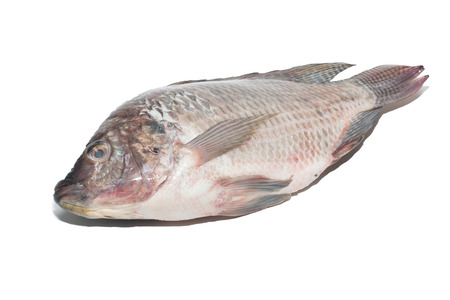 fresh tilapia fishes isolate on whiteの写真素材