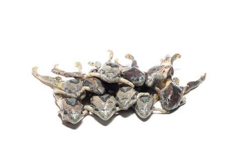 frog isolated on white backgroundの写真素材