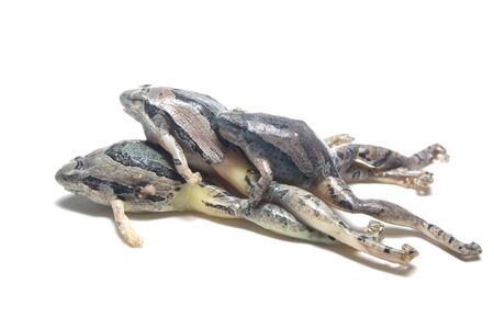 frog isolated on white backgroundの写真素材