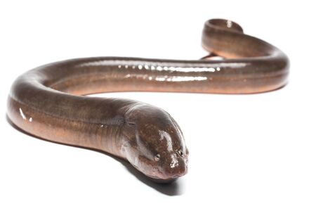 Eel. Freshwater eels