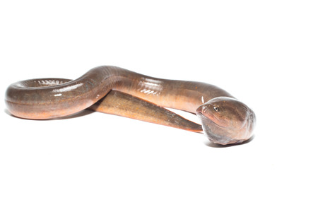 Fresh thailand eel on white backgroundの写真素材