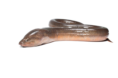 Fresh thailand eel on white backgroundの写真素材