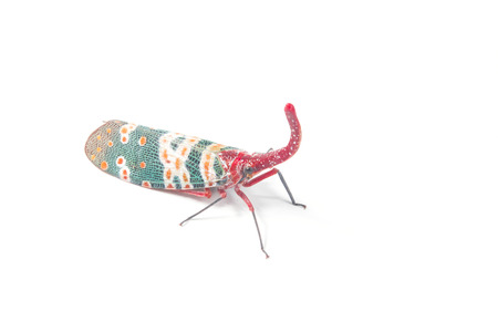 Lanternfly, the insect on tree fruits,on white with Clipping path