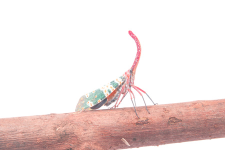 Pyrops candelaria or lantern Fly,sometime we call trunk cicada or trunk butterfly