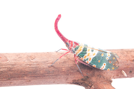 Pyrops candelaria or lantern Fly,sometime we call trunk cicada or trunk butterfly