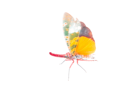 Lanternfly, the insect on tree fruits,on whiteの写真素材