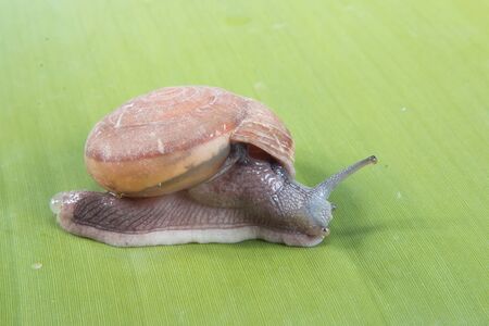 Snail isolated on greenの写真素材