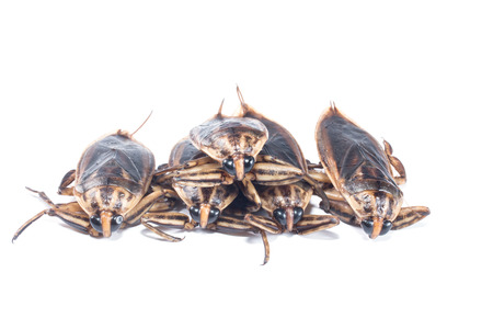 fresh water pimp isolate on whiteの写真素材