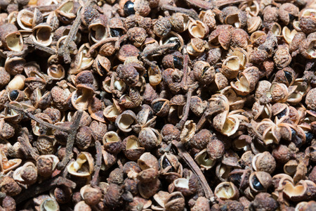 thai spicesの写真素材