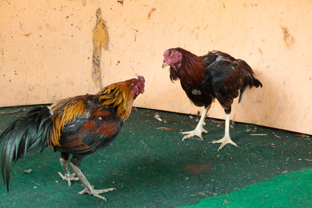 Fighting cocks in a vicious attack clawing at each other with their feet and legsの写真素材